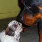 Dialogo  con el hermano mayor